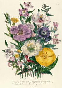 Godetia and Anothera ، اللوحة 8 من &39;The Ladies&39; Flower Garden ، تم نشرها عام 1842